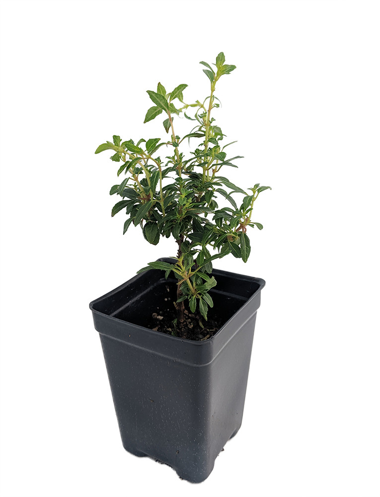 David Fuchsia - Indoors/Out/Fairy Garden - Shade - 2.5" Pot