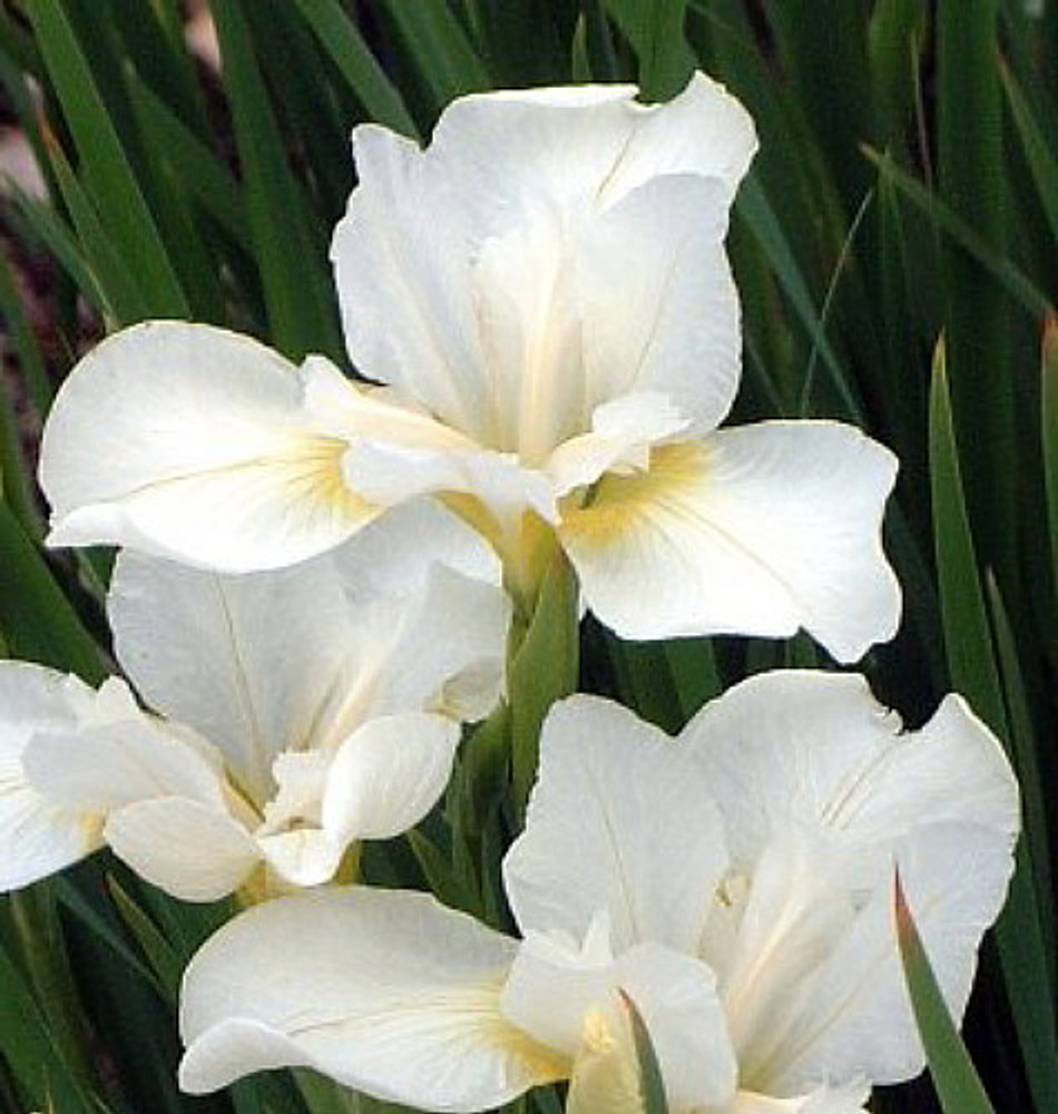 IRIS 'White Swirl' (sibirica) – Iris de Sibérie – Siberian Iris - Jardins  Michel Corbeil