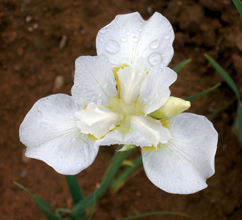 White Swirl Siberian Iris - Ivory White with a Touch of Gold - Quart Pot