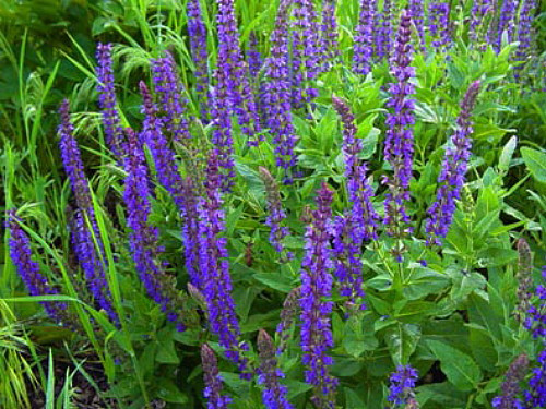 East Friesland Salvia - Meadow Sage - Deep Blue - DWARF - Quart Pot