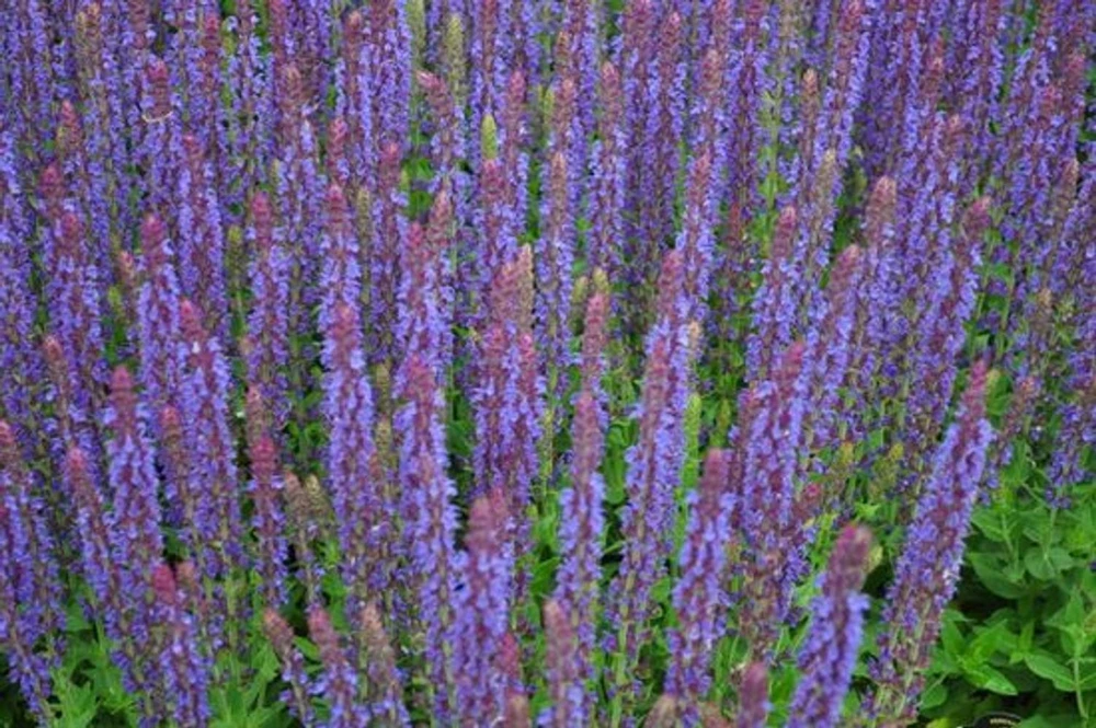 East Friesland Salvia - Meadow Sage - Deep Blue - DWARF - Quart Pot