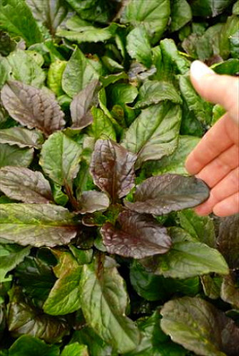 Caitlin's Giant Ajuga - Carpet Bugle - Huge Leaves  - 1 3/4" Pots - 48 Plants