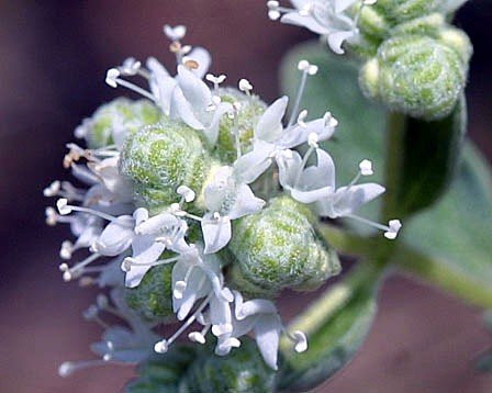 Greek Oregano Herb - Good Scents - Organum - Live Plant - 3" Pot