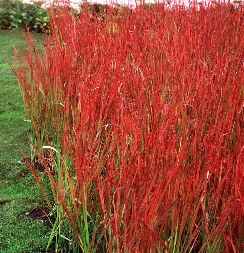 Japanese Blood Grass Plants - Imperata Red Baron - Gallon Pot