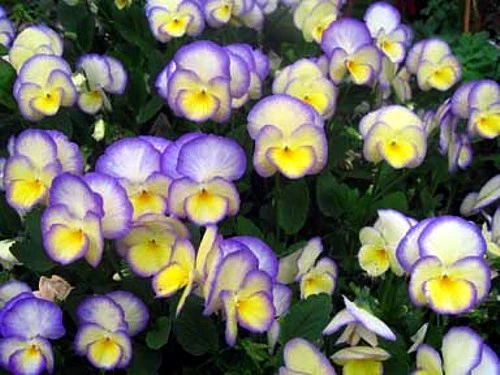 Etain Mountain Violet Perennial - Viola - Shade Lover - Quart Pot