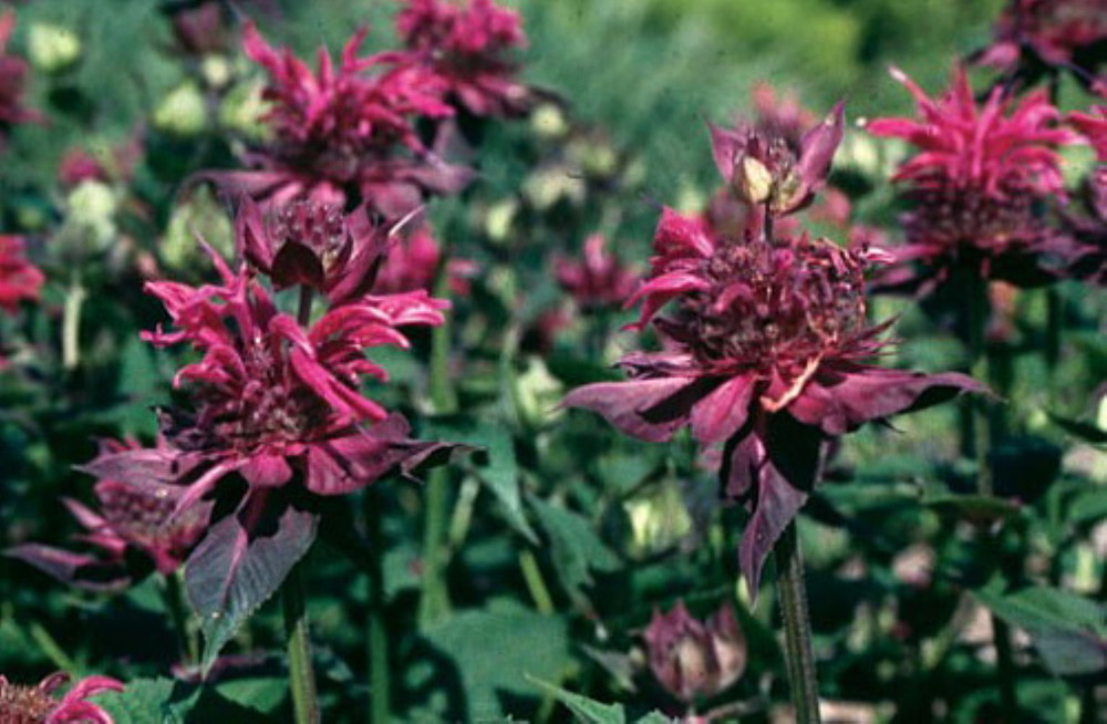 Raspberry Wine Bee Balm - Monarda - Bright Red & Pink - Live Plant - Quart Pot
