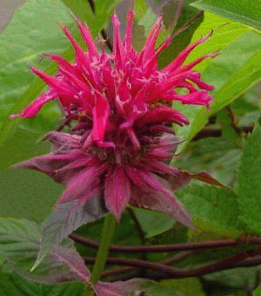 Raspberry Wine Bee Balm - Monarda - Bright Red & Pink - Live Plant - Quart Pot