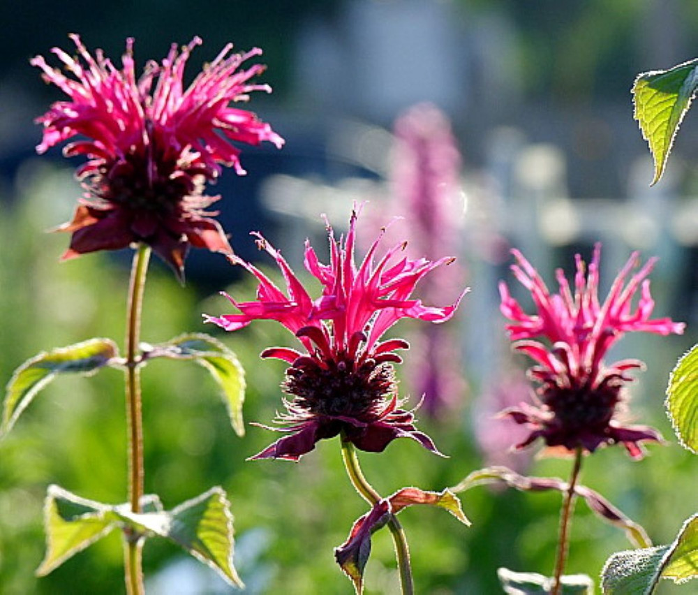 Raspberry Wine Bee Balm - Monarda - Bright Red & Pink - Live Plant - Quart Pot