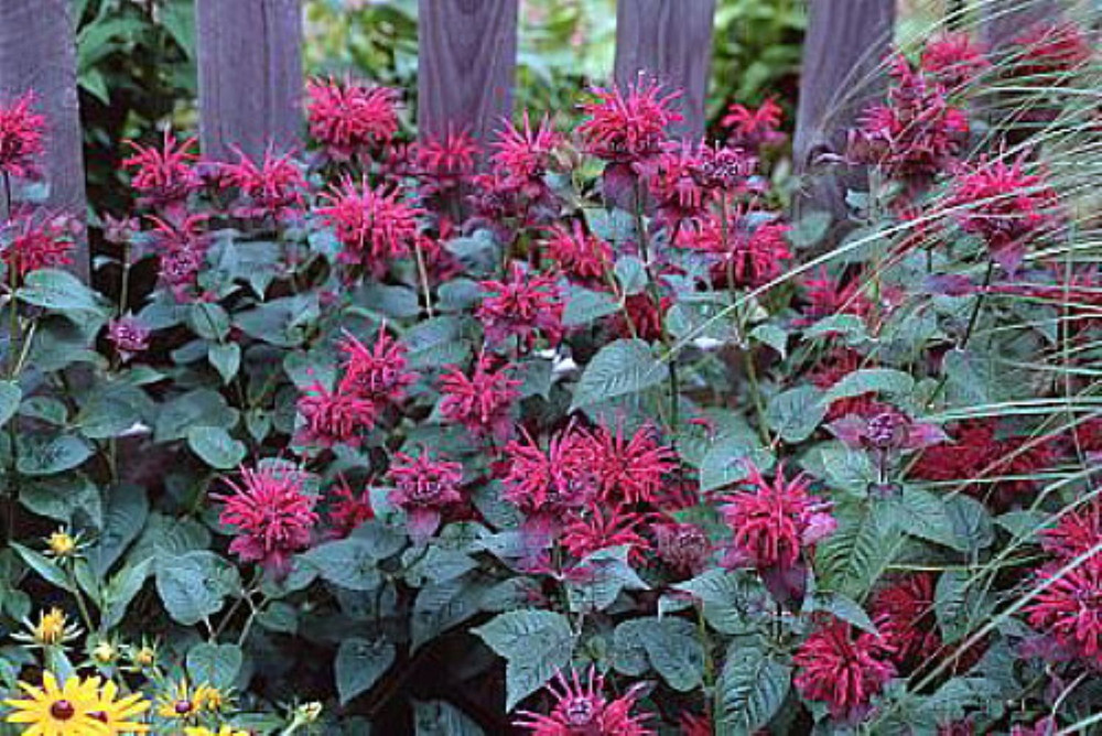 Raspberry Wine Bee Balm - Monarda - Bright Red & Pink - Live Plant - Quart Pot