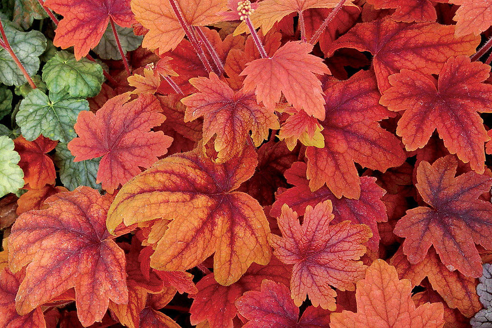 Sweet Tea Heucherella - Shade Perennial - Gallon Pot