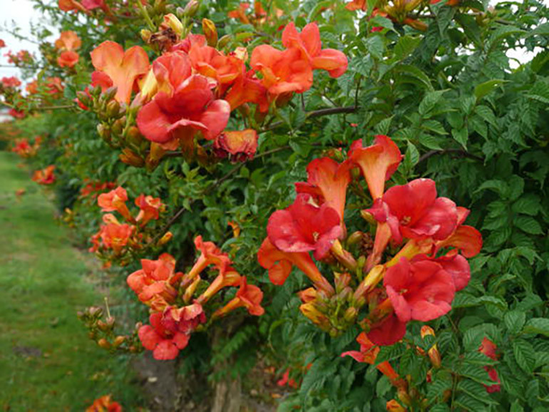 Madame Galen Trumpet Vine Plant Campsis 2 5 Pot Hirt S Gardens
