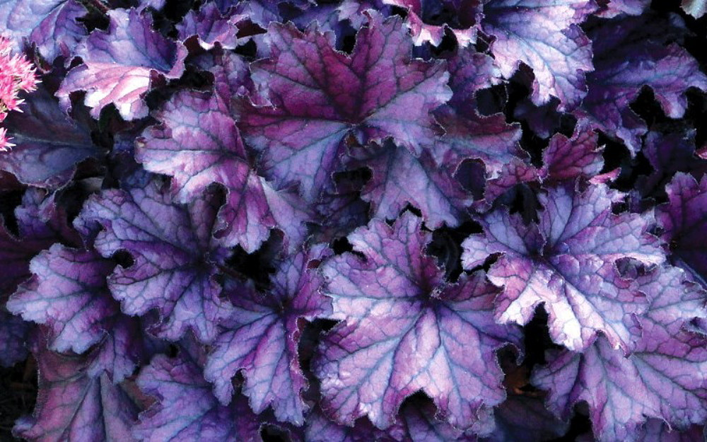 purple coral bells