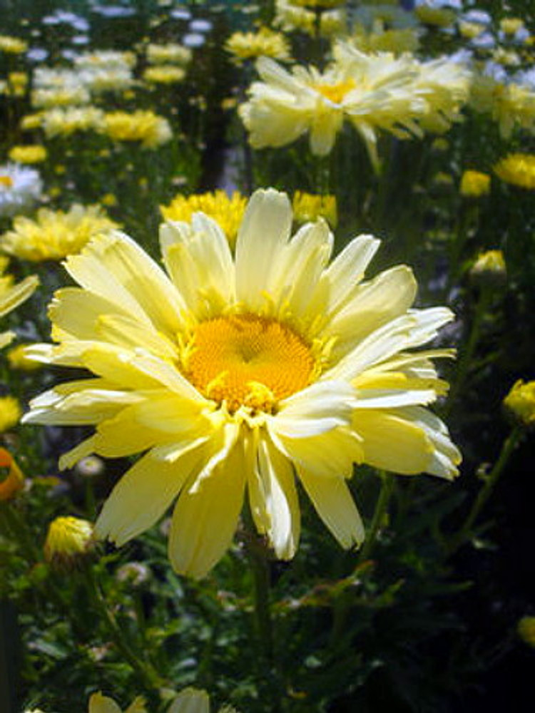 Spellbook Lumos Shasta Daisy - Leucanthemum - Quart  Pot - Summer Blooming