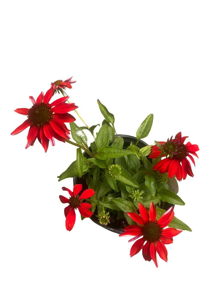 Sombrero Salsa Red Coneflower Perennial - Echinacea - Gallon Pot