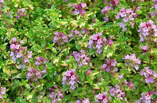 Thymus Doone Valley Thyme Fragrant Groundcover Non Cooking Thyme Lemon