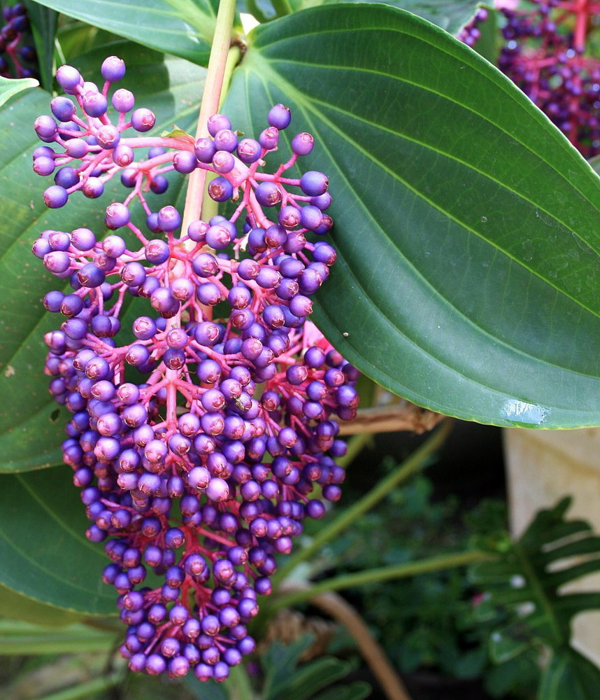 Rare Grape Malaysian Orchid Plant - Medinilla myriantha - Exotic - 4" Pot