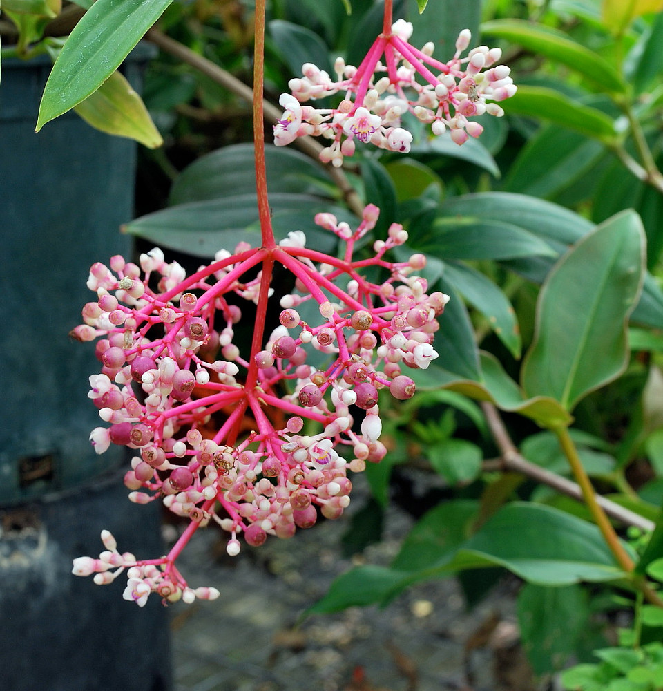 Rare Grape Malaysian Orchid Plant - Medinilla myriantha - Exotic - 4" Pot