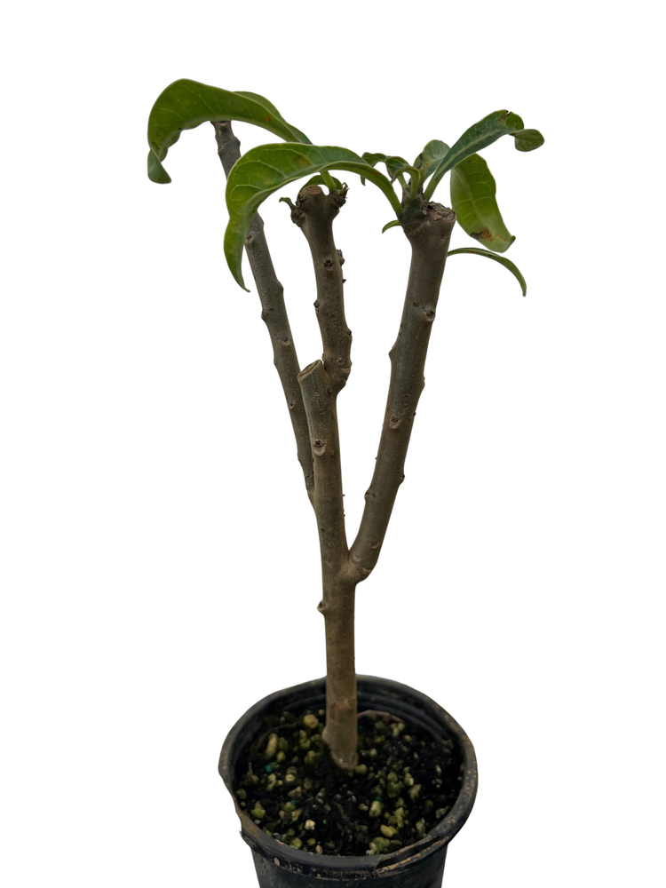 Bridal Bouquet Plumeria pudica Plant - Frangipani - 4" pot