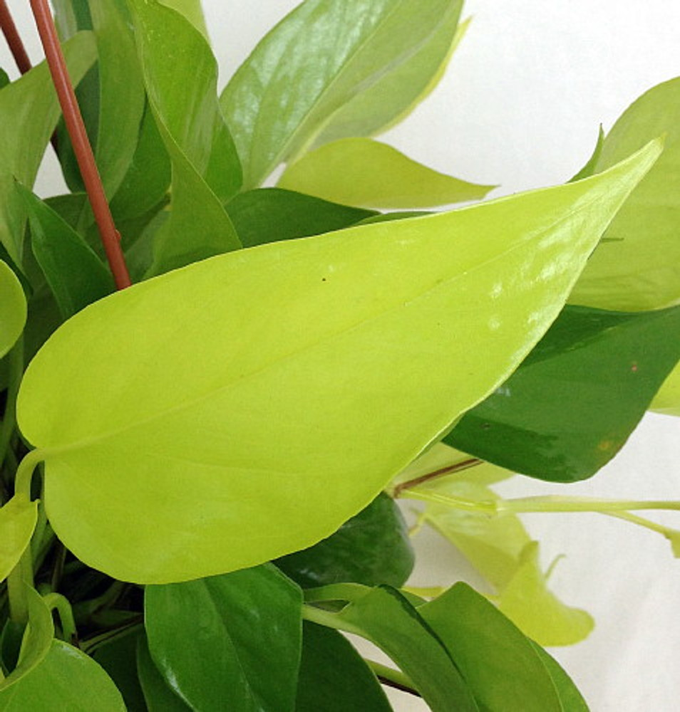 Neon Devil's Ivy - Pothos - Epipremnum - 6" Hanging Pot