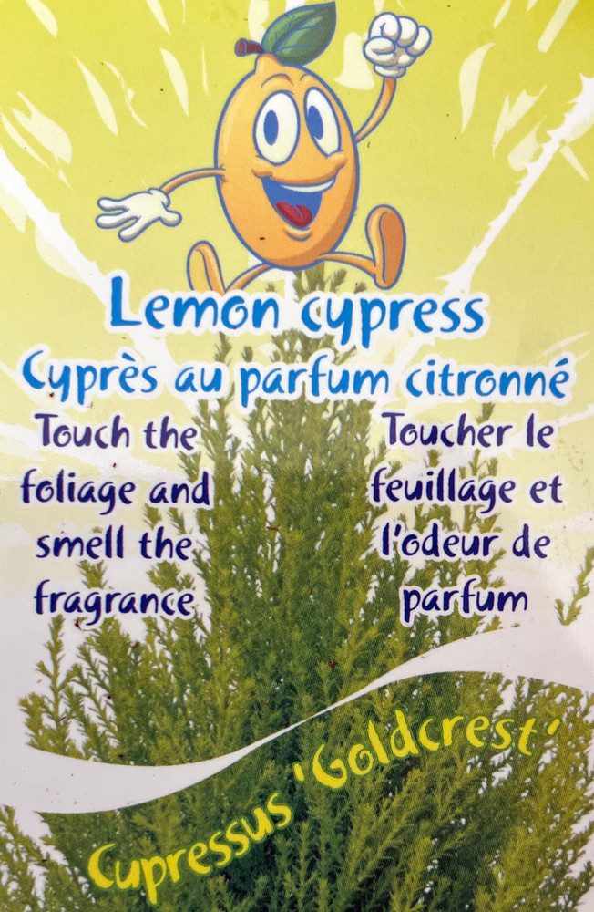 Lemon Scented Goldcrest Cypress Tree - Indoors/Out - 4.5" Pot