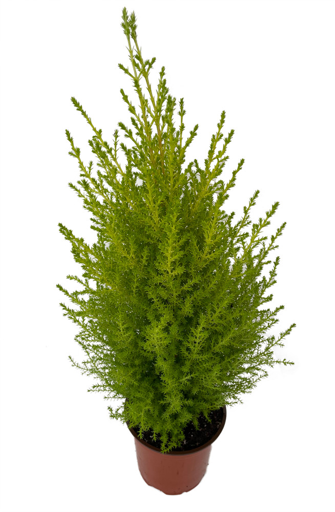 Lemon Scented Goldcrest Cypress Tree - Indoors/Out - 4.5" Pot