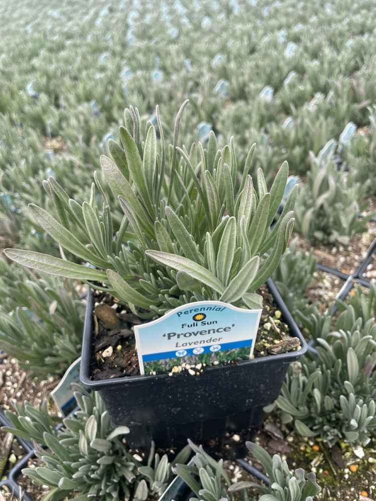 Provence French Lavender  - Very Fragrant - Live Plant - Quart Pot