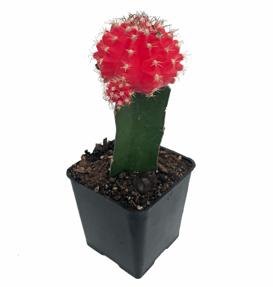 Red Grafted Moon Cactus - 2.5" Pot - Live Plant