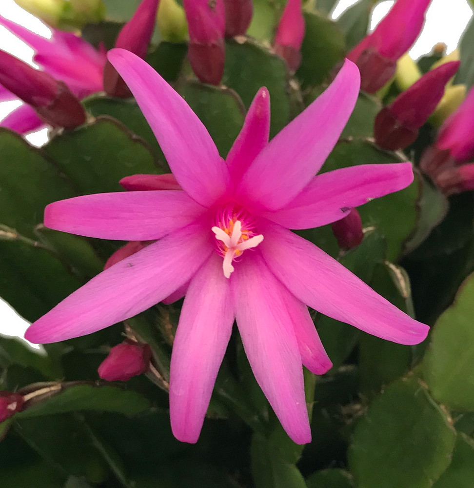 Pink Easter Cactus - Rhipsalidopsis - 6" Pot - Rare
