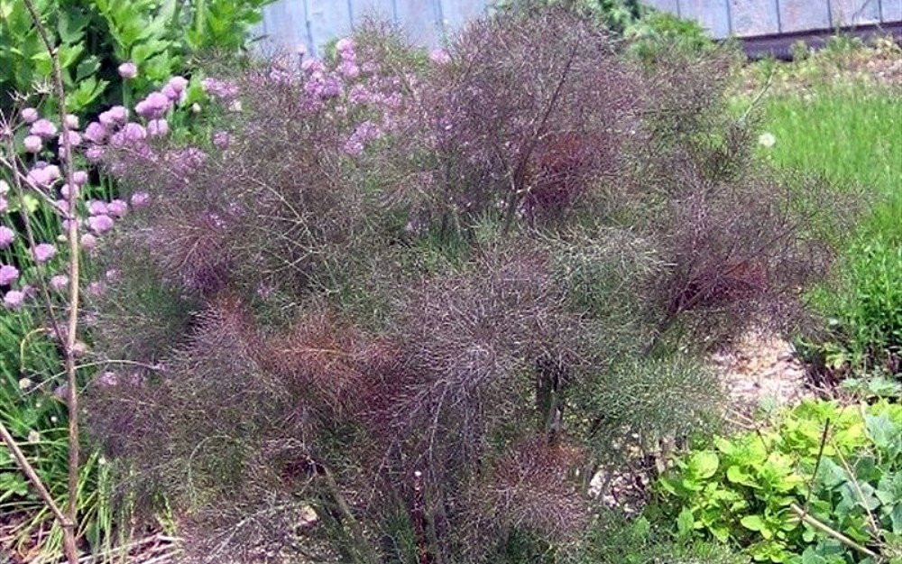 Bronze Fennel - Perennial Herb - Live Plant -3" Pot