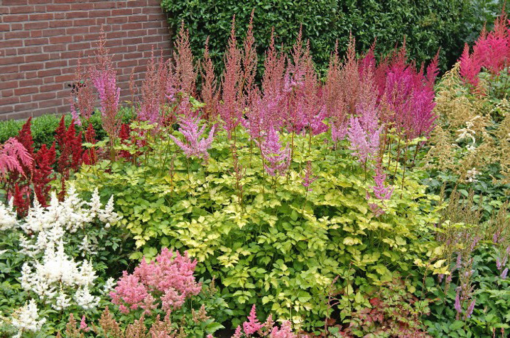 Color Flash® Lime Astilbe - Shade Perennial - Gallon Pot