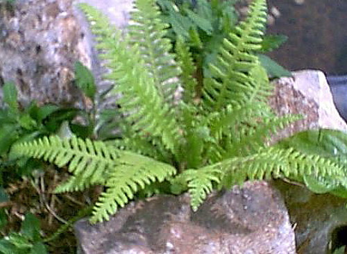Japanese Beech Hardy Fern - Thelypteris decursive-pinnata - Quart Pot