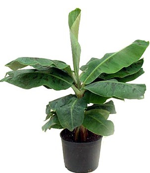 Super Dwarf Patio Banana Plant - Musa - Great House Plant - 6" Pot