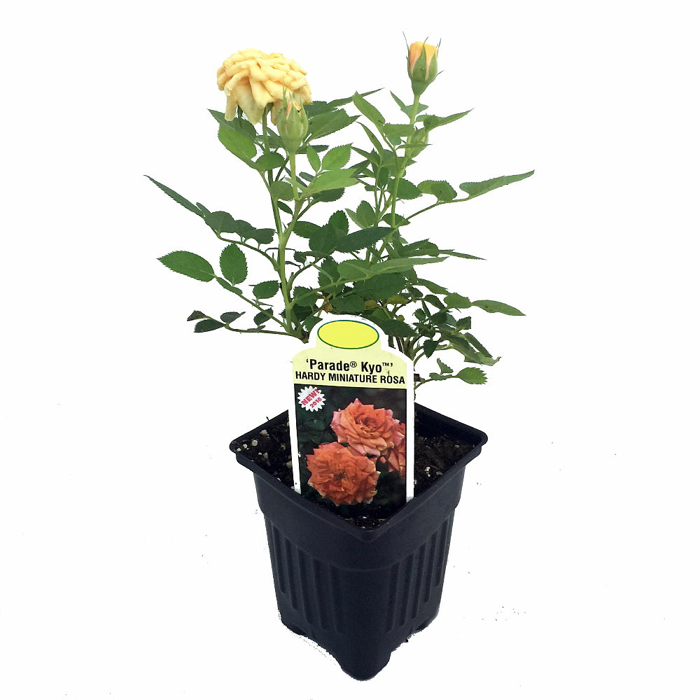 Parade Kyo Miniature Rose Bush - Fragrant/Hardy - 2.5" Pot
