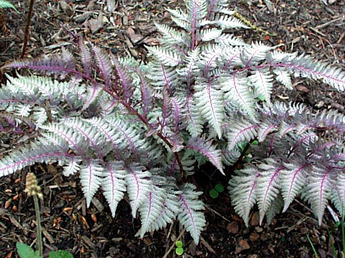 Japanese Painted Fern - Athyrium - Shade Lover - Hardy - Gallon Pot