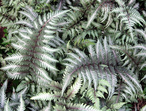 Japanese Painted Fern - Athyrium - Shade Lover - Hardy - Gallon Pot