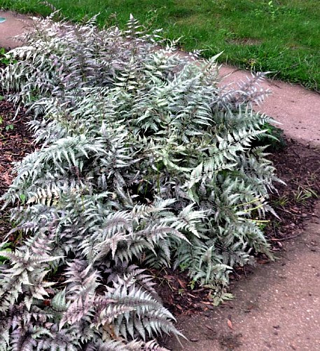 Japanese Painted Fern - Athyrium - Shade Lover - Hardy - Gallon Pot