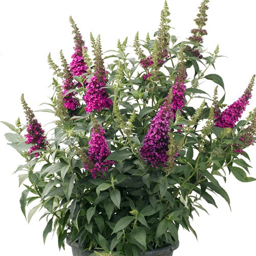 BUZZ™ Hot Raspberry Butterfly Bush - Compact - Heavy Blooms -Gallon Pot-Buddleia