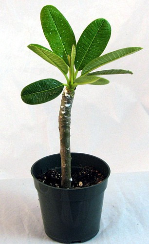 Pink Singapore Plumeria Plant - Frangipani - 4" pot