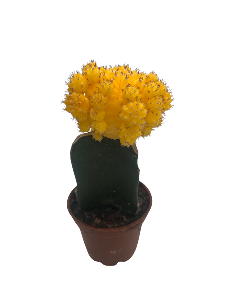 Yellow Grafted Moon Cactus - Live Plant - 2.5" Pot