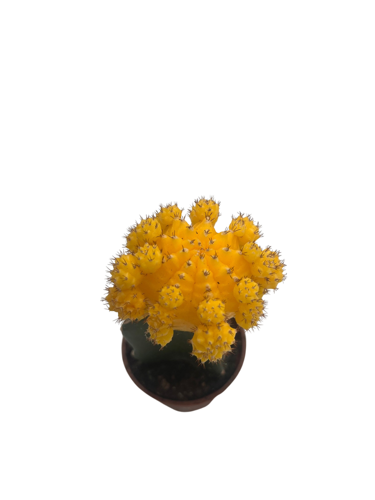 Yellow Grafted Moon Cactus - Live Plant - 2.5" Pot