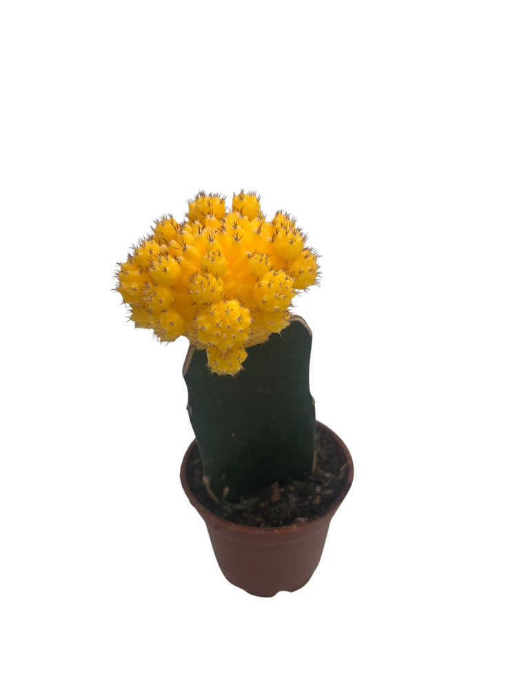 Yellow Grafted Moon Cactus - Live Plant - 2.5" Pot