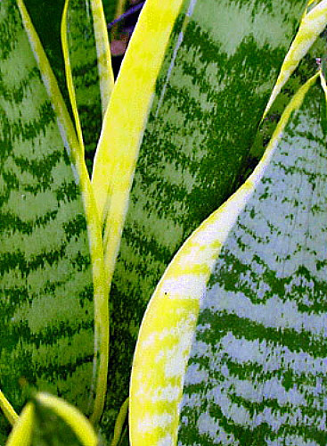 Futura Snake Plant, Mother-In-Law's Tongue, Barbershop Plant-Sanseveria- 4" Pot