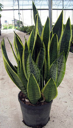 Futura Snake Plant, Mother-In-Law's Tongue, Barbershop Plant-Sanseveria- 4" Pot