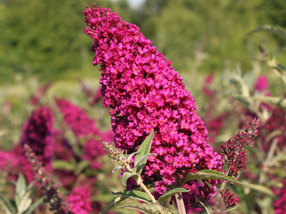 BUZZ™ Velvet Butterfly Bush - Compact/Short - Heavy Blooms -Gallon Pot- Buddleia