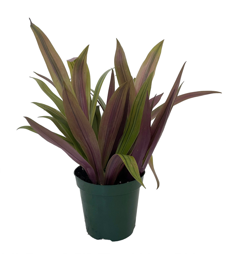 Sunny Star Moses in the Cradle Plant - 4" Pot - Great House Plant