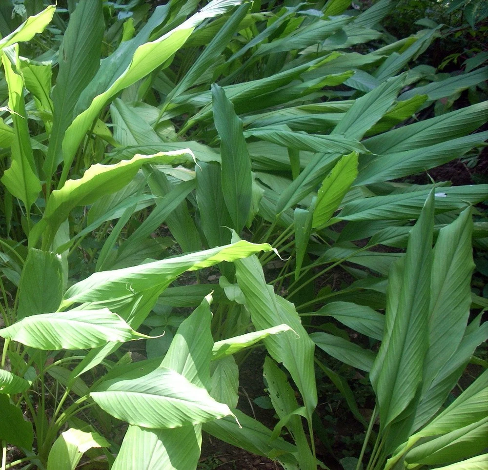 Yellow Turmeric Root Plant - Curcuma longa - 4" Pot