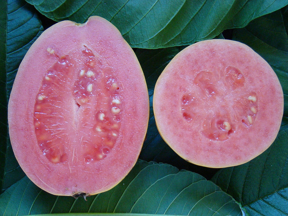 Barbie Pink Guava Plant - Psidium guajava - 4" Pot