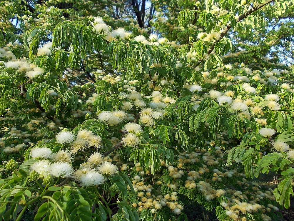 Brazilian Rain Tree - Pithecellobium - Living Weatherman - 4" Pot Brazilian Rain Tree - Pithecellobium - Living Weatherman - 4" Pot