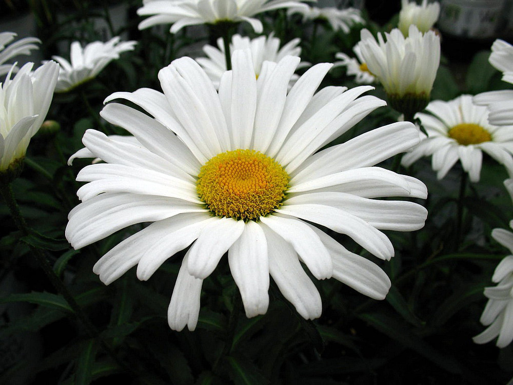 Daisy May® Shasta Daisy - Leucanthemum - Live Plant - Poven Winners -Gallon Pot