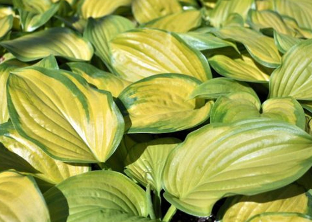 Stained Glass Hosta - HOSTA of the YEAR 2006! - Live Plant - Quart Pot Stained Glass Hosta - HOSTA of the YEAR 2006! - Live Plant - Quart Pot